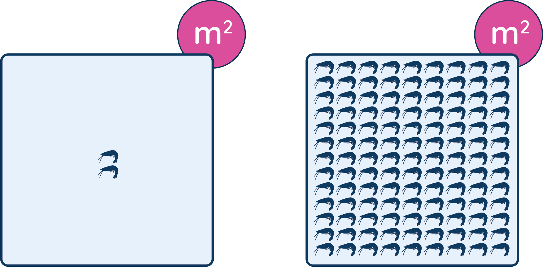 Two shrimp per square meter versus conventional farming with hundreds per square meter