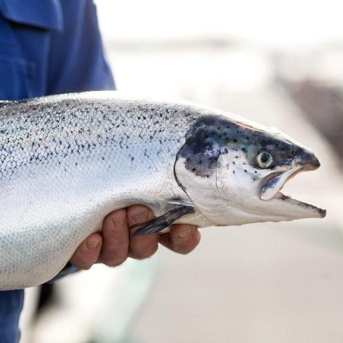 
                  
                    The Omega-3 Warrior Box
                  
                