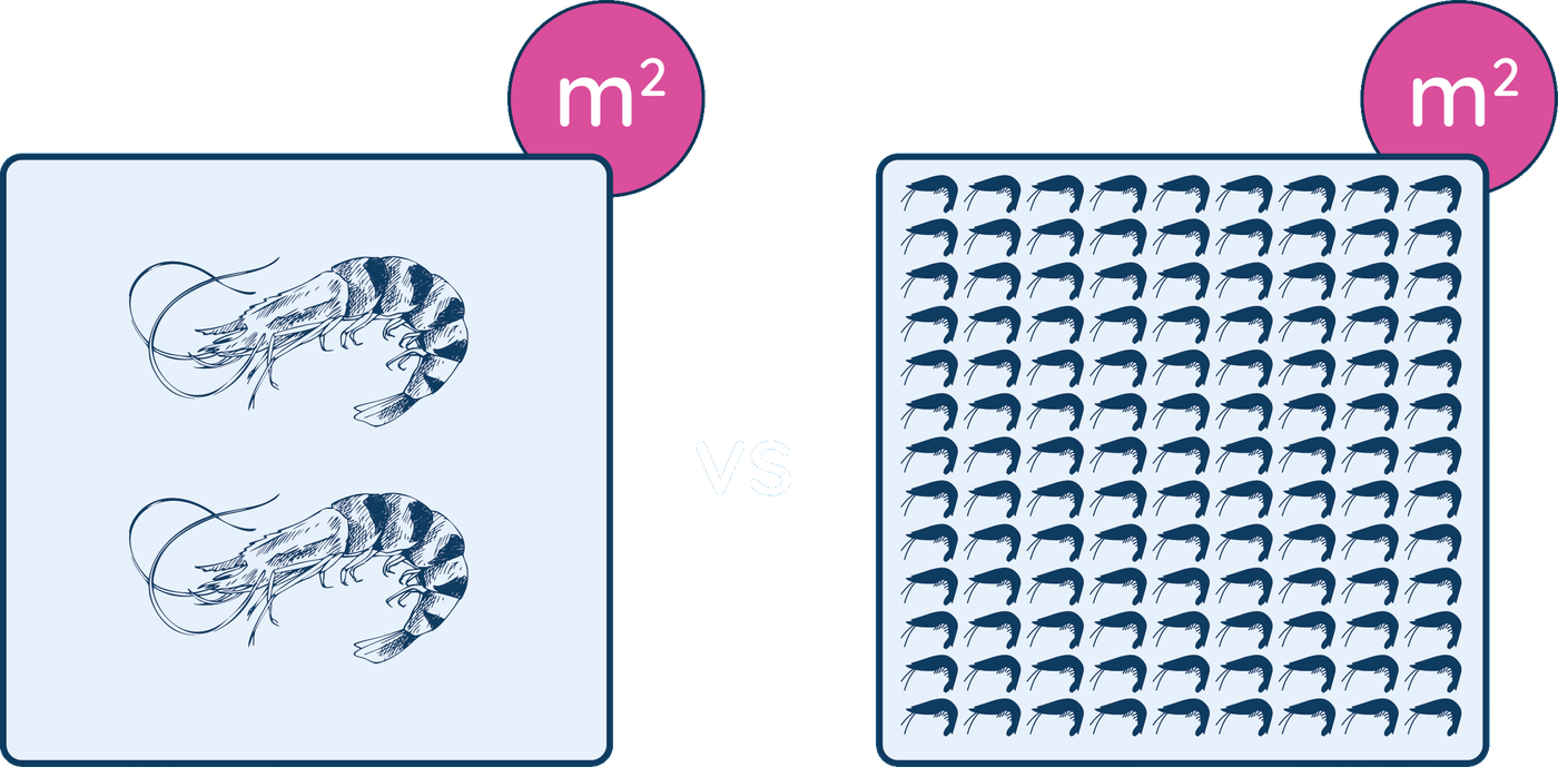 Two shrimp per square meter versus conventional farming with hundreds per square meter