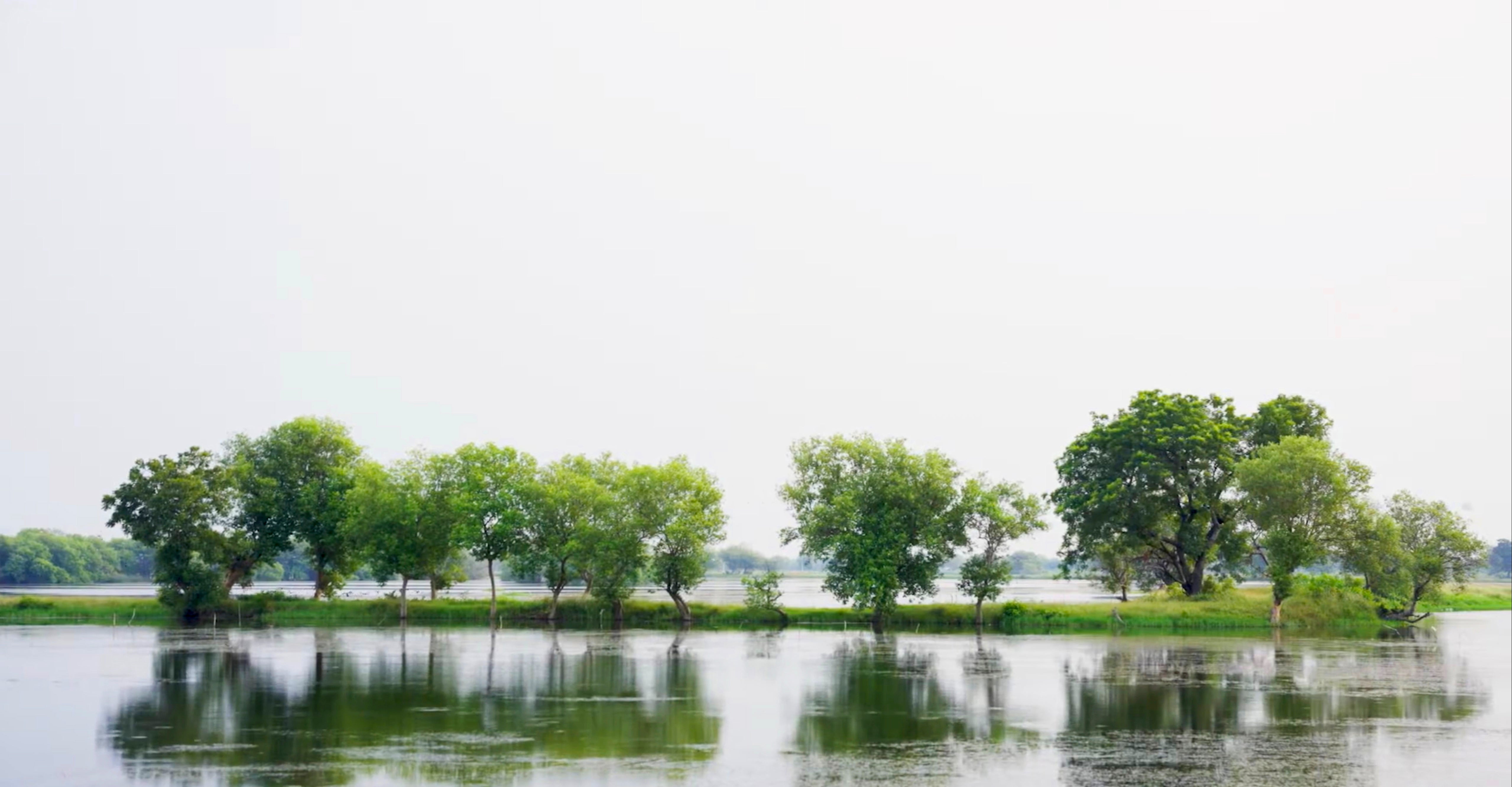 Low-density shrimp farm