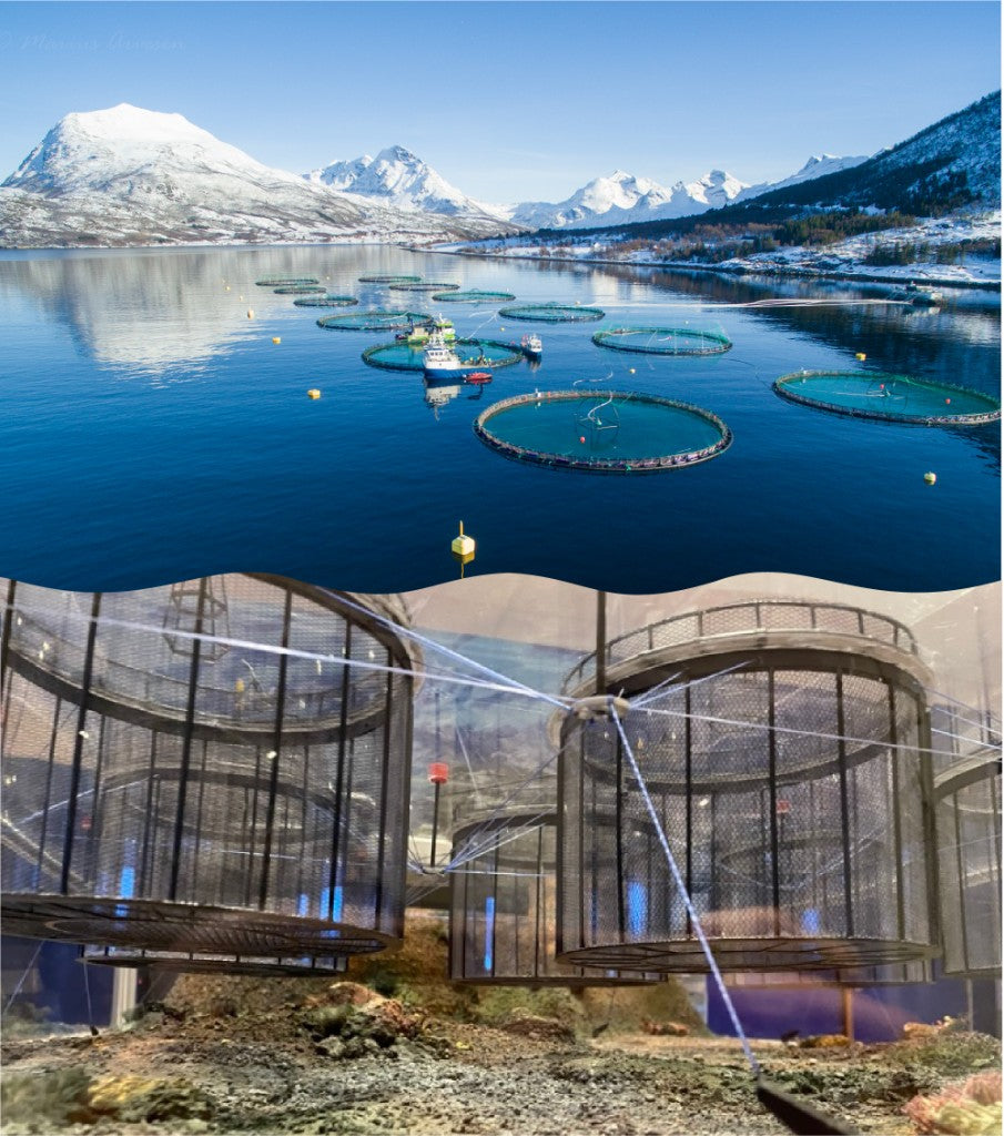 Sustainable Aquaculture
