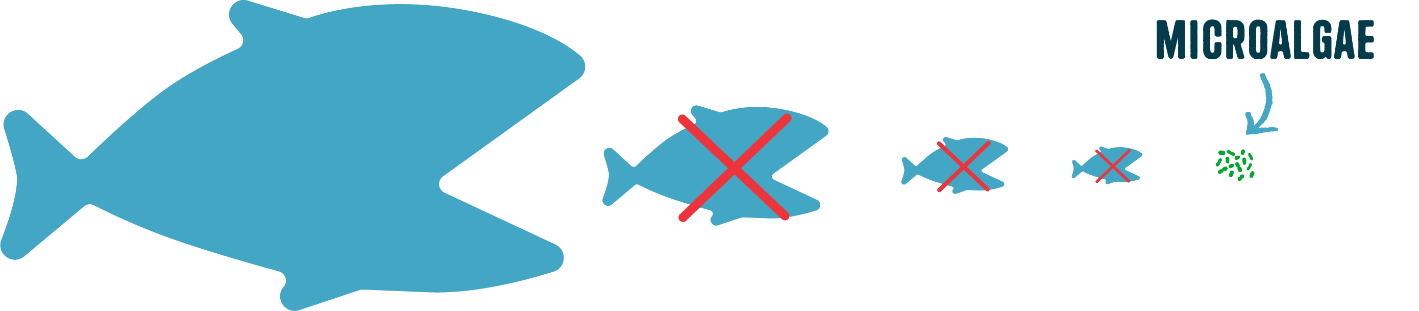 Large fish eating smaller fish, crossed out, versus microalgae going straight to salmon